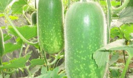 吃瓜大瓜事件.吃瓜红姐